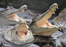 Découvrir la ferme aux crocodiles photo