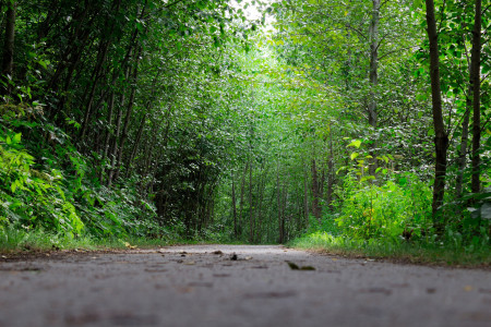 Le sentier de la forêt  photo